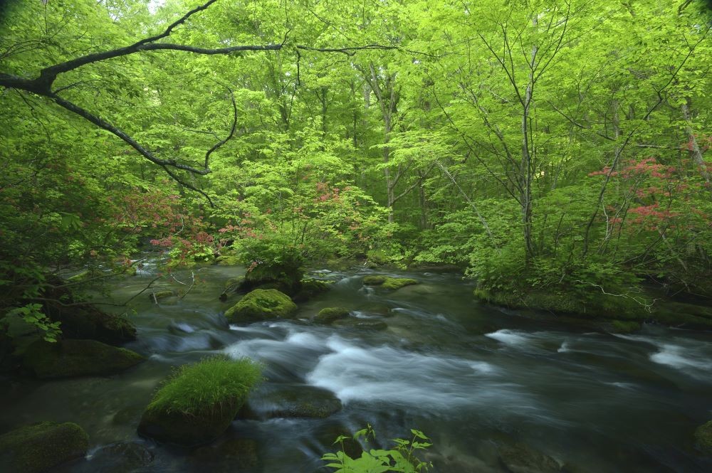 『奥入瀬渓流』と『十和田湖』の優しい自然に癒される旅 image1